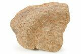 Fossil Nodosaurid (Denversaurus) Dinosaur Scute - Wyoming #264944-1